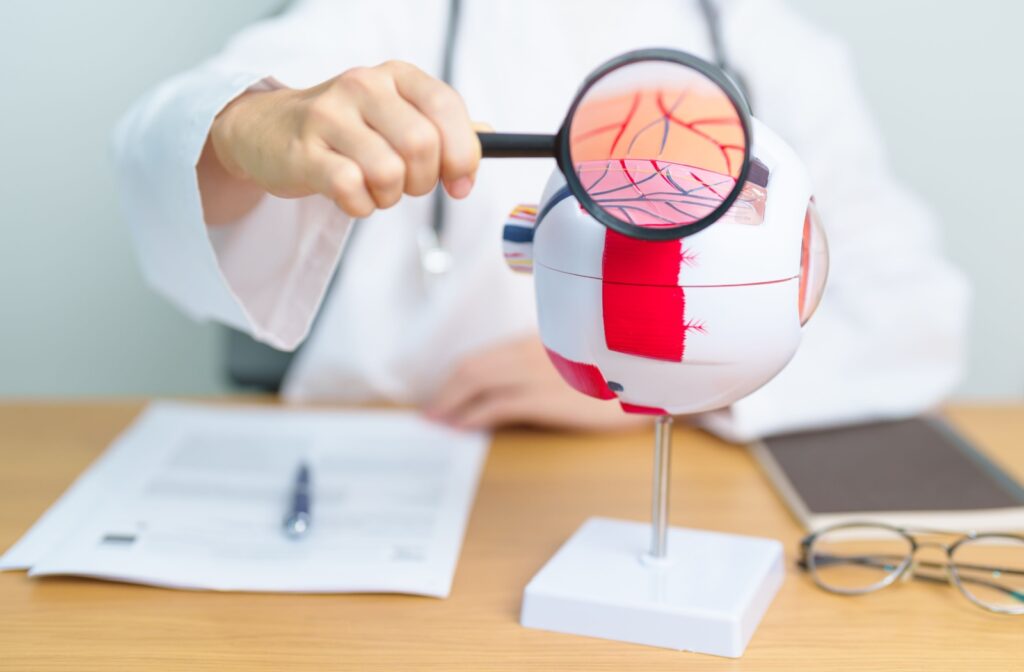 An eye doctor holding a magnifying glass in front of a model eye on a table showing the tiny blood vessels in the eye.